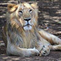 Wildlife Sanctuaries in Gujarat