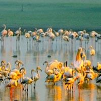 Wildlife Sanctuaries in Ahmedabad
