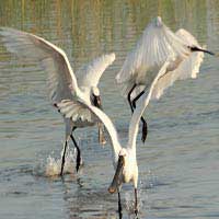 Khijadia Bird Sanctuary Gujarat