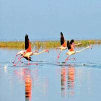 Nal Sarovar Bird Sanctuary Gujarat
