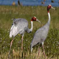 Pariej Bird Sanctuary Gujarat