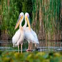 Thol Bird Sanctuary Gujarat