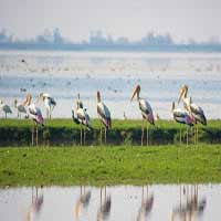 Vadhvana wetlands Gujarat