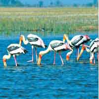 Birds in Gujarat
