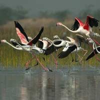Wetlands in Gujarat