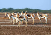 Kutch Desert Wildlife Sanctuary Gujarat
