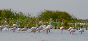 Nalsarovar Bird Sanctuary Ahmedabad