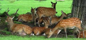 Deer Park Gandhinagar