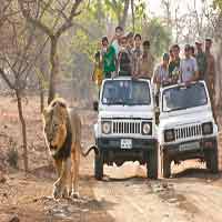 Safari in Gir National Park